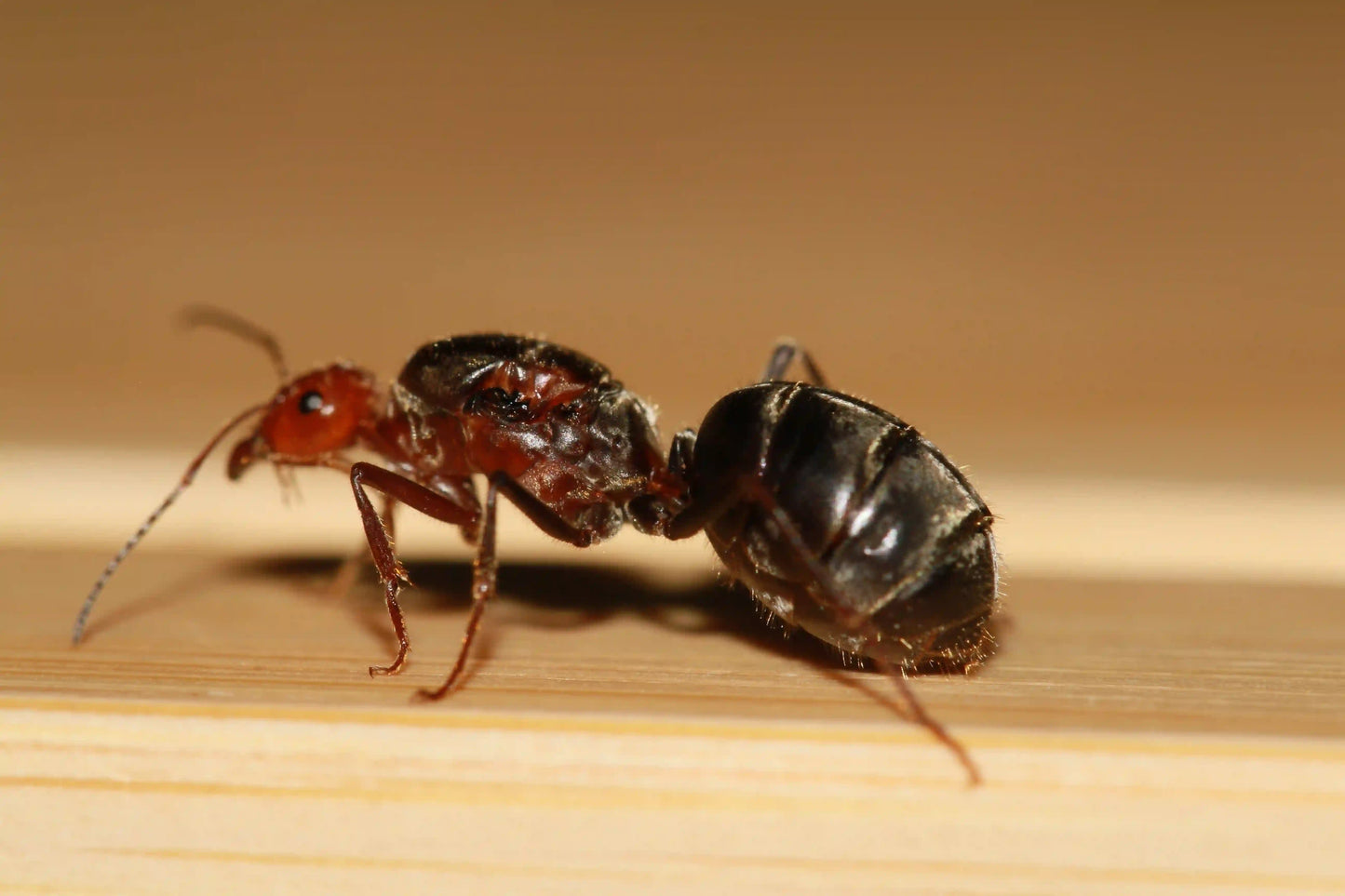A mated gianted headed myrmecocystus placodops queen.