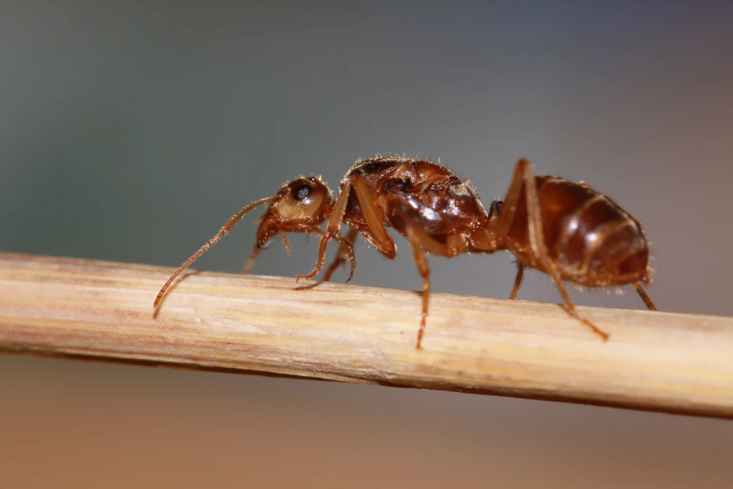 A macro shot of a mated undescribed myrmecocystus queen.