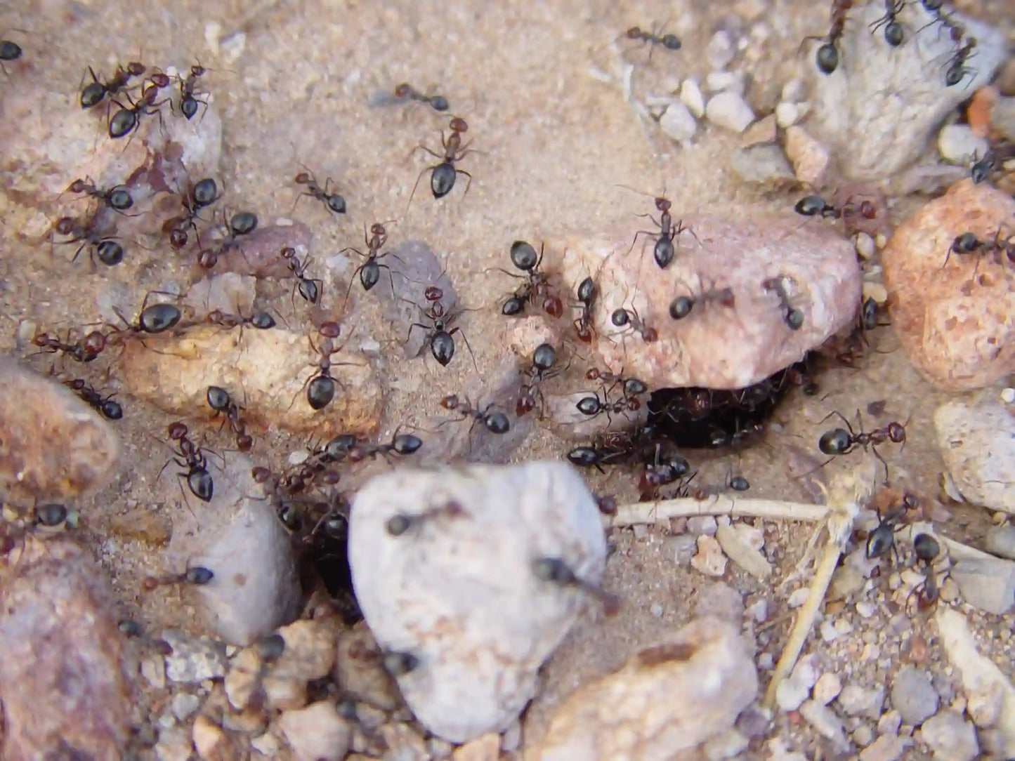 myrmecocystus mimicus workers emerging after rain