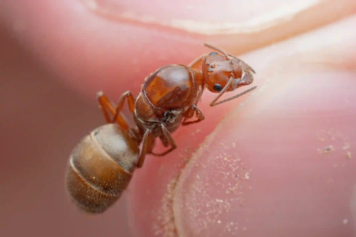 mimic honeypot ant queen