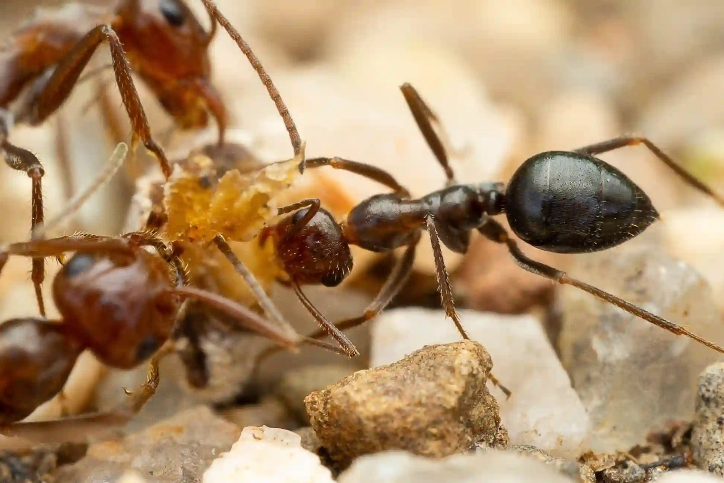 mimic honeypot ant worker attacking roach