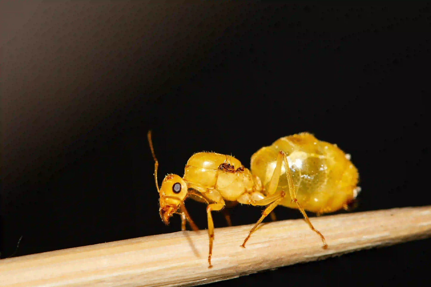 myrmecocystus navajo queen in a black box