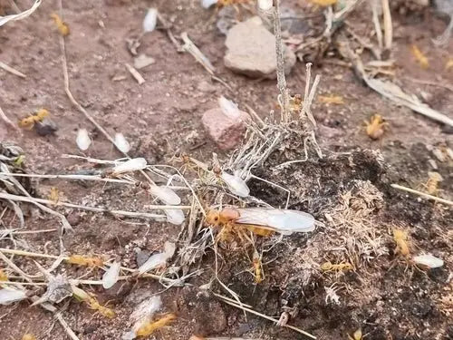 golden honeypot ants having a nuptial flight after a recent rain