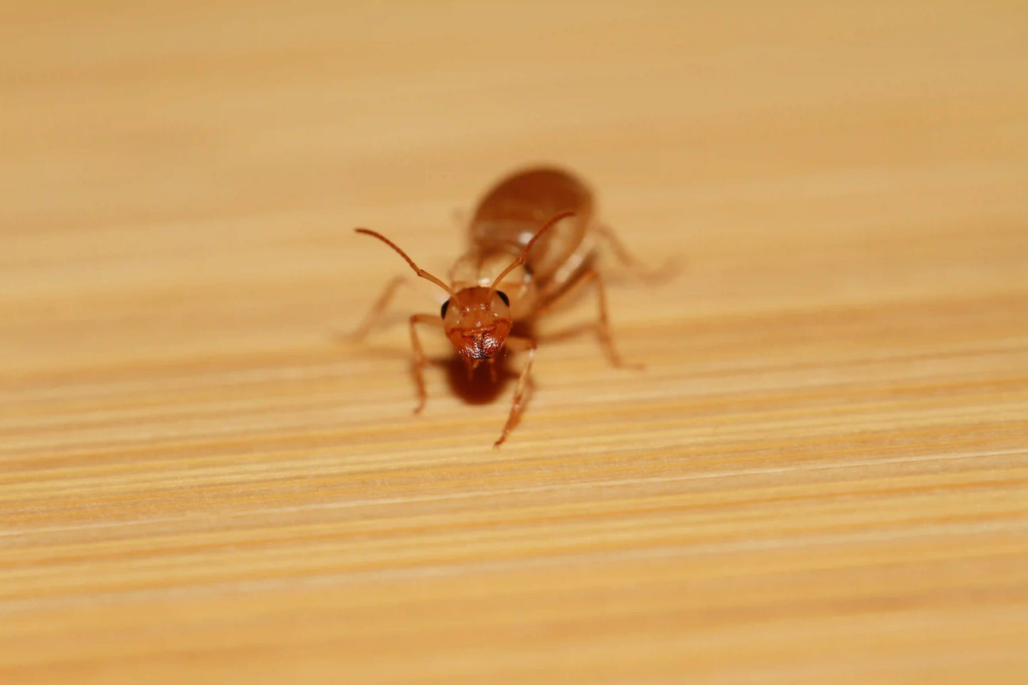 macro shot of a myrmecocystus christinae queen