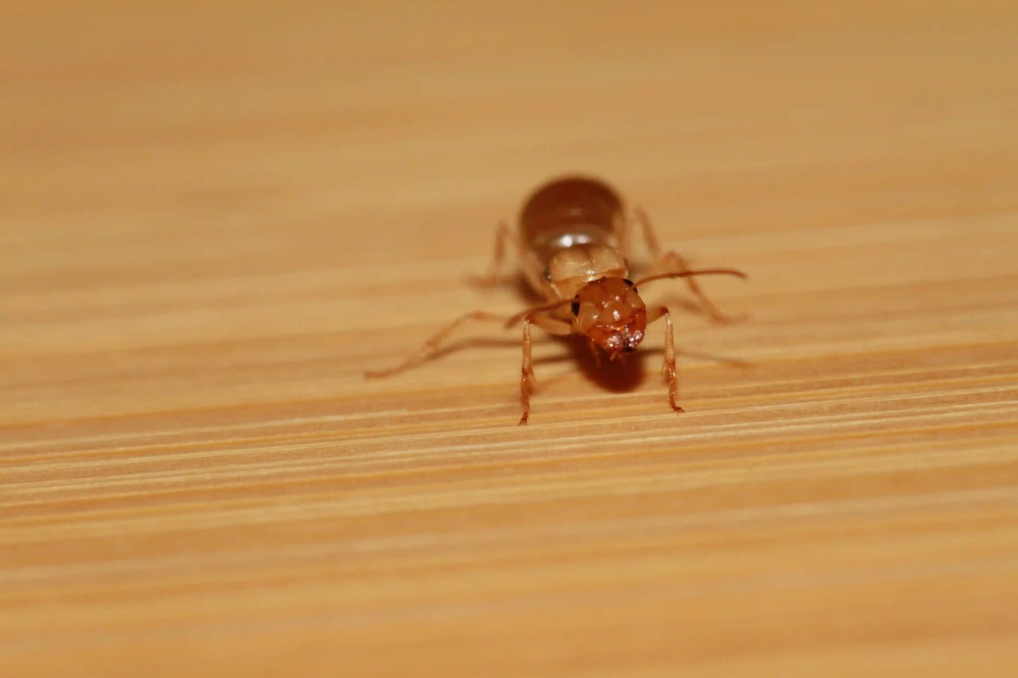 live myrmecocystus christinae queen