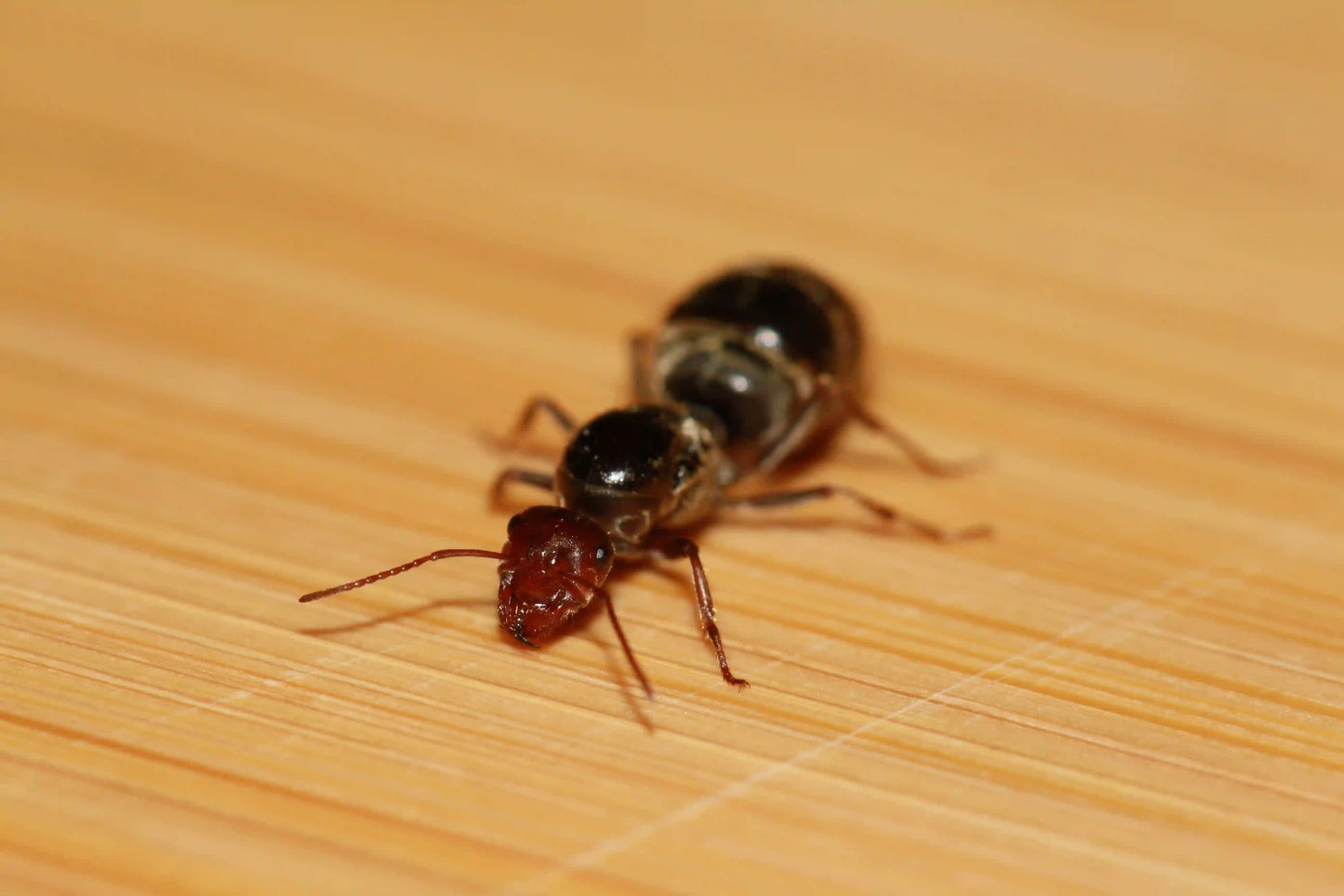 Myrmecocystus flaviceps queen ant close up