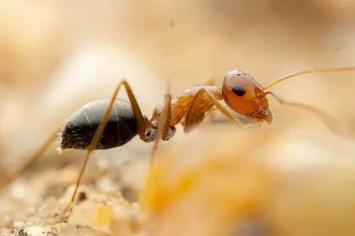 Myrmecocystus flaviceps working searching on sand for food