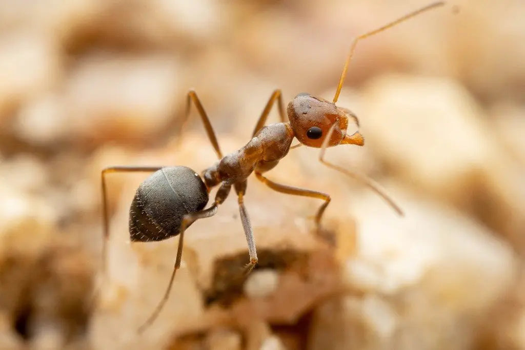 Myrmecocystus flaviceps worker searching for food.