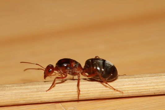 Myrmecocystus kennedyi queen