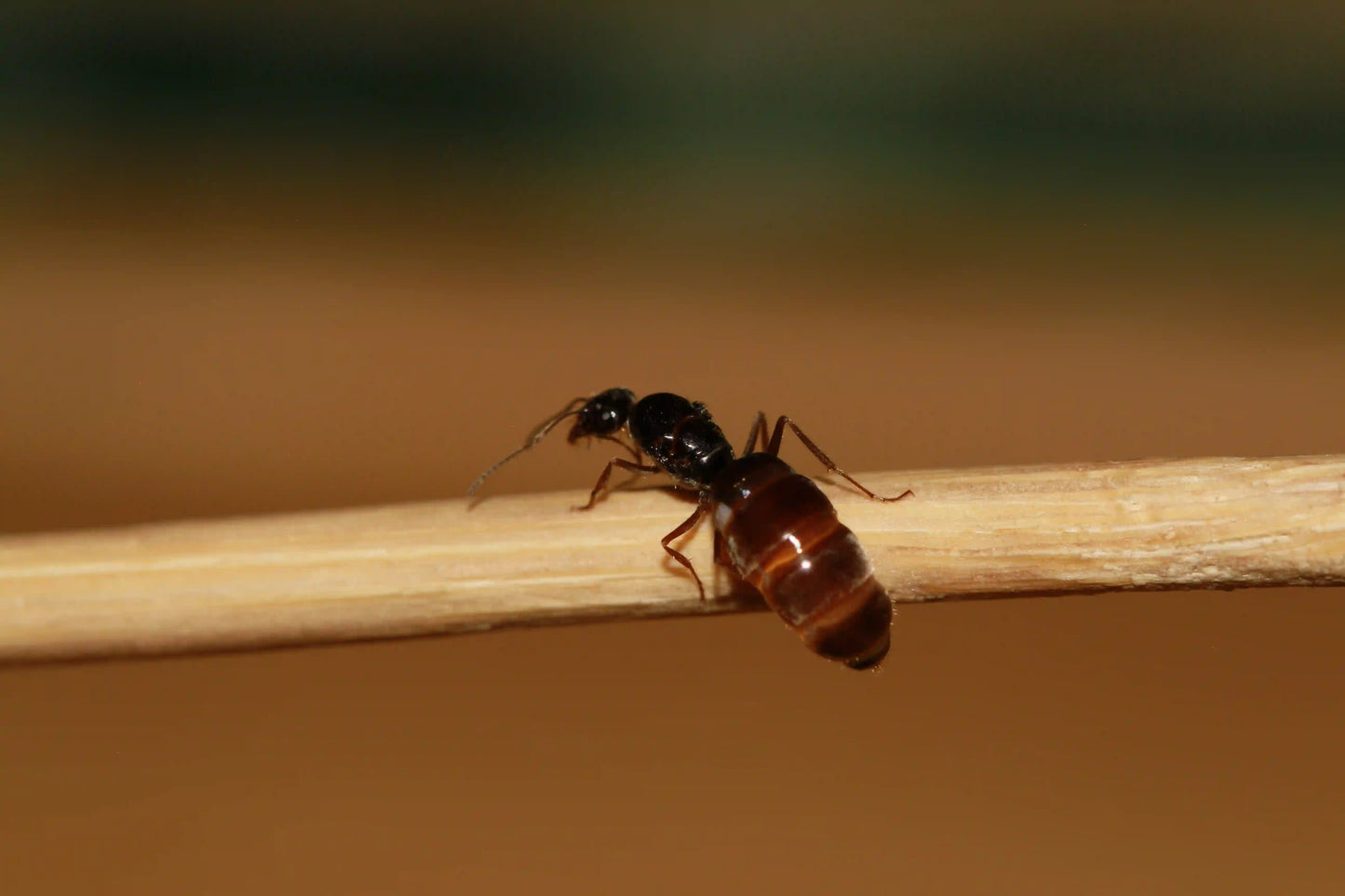 Physogastric myrmecocystus lugubris ant queen