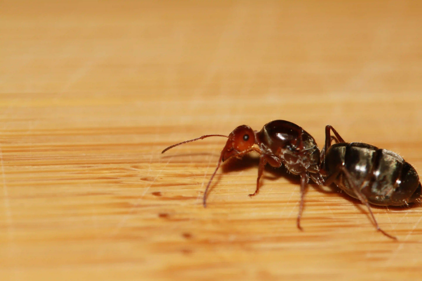 A fertile myrmecocystus melliger queen ant