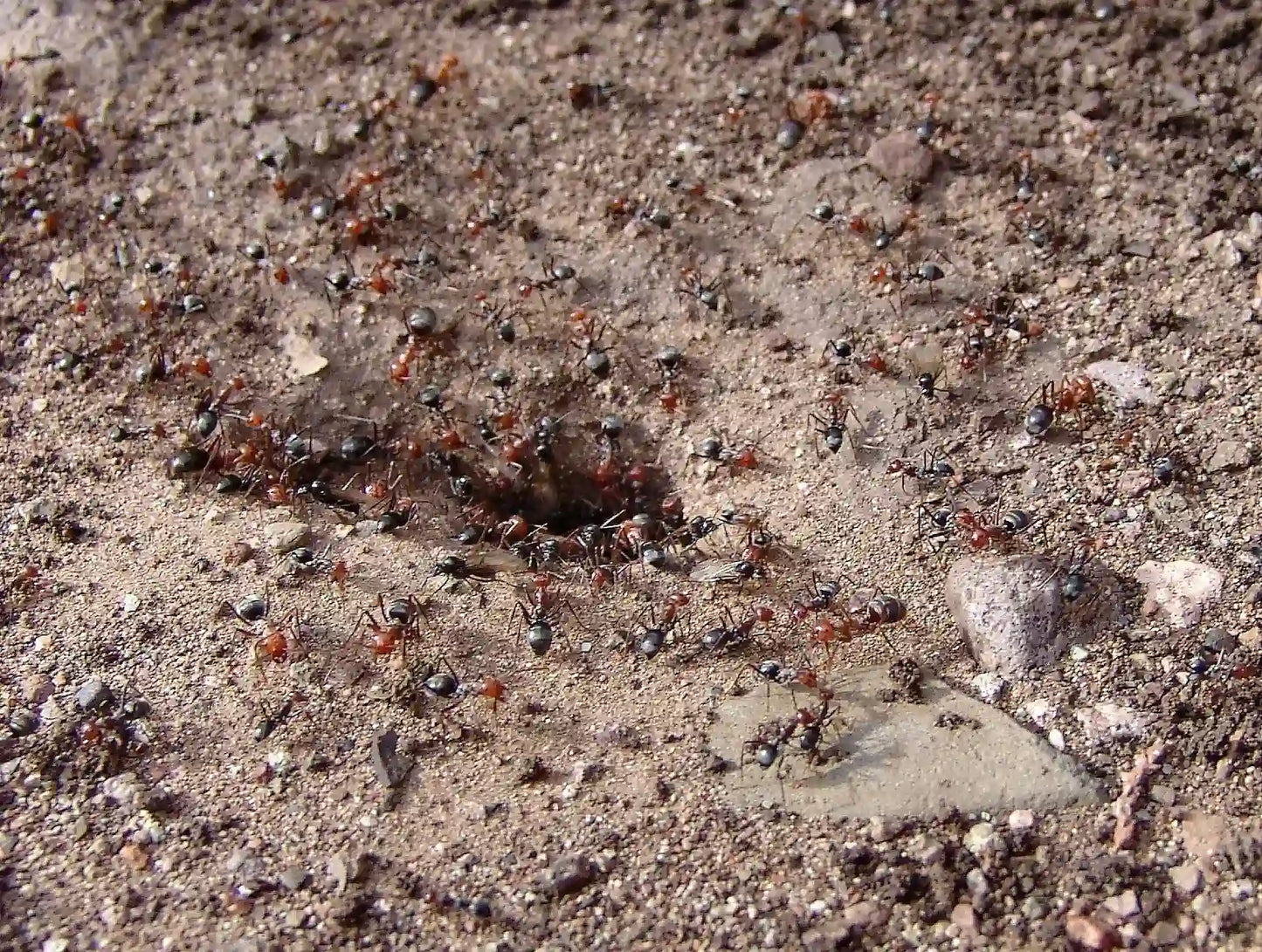 colony of myrmecocystus mendax emerging after rain