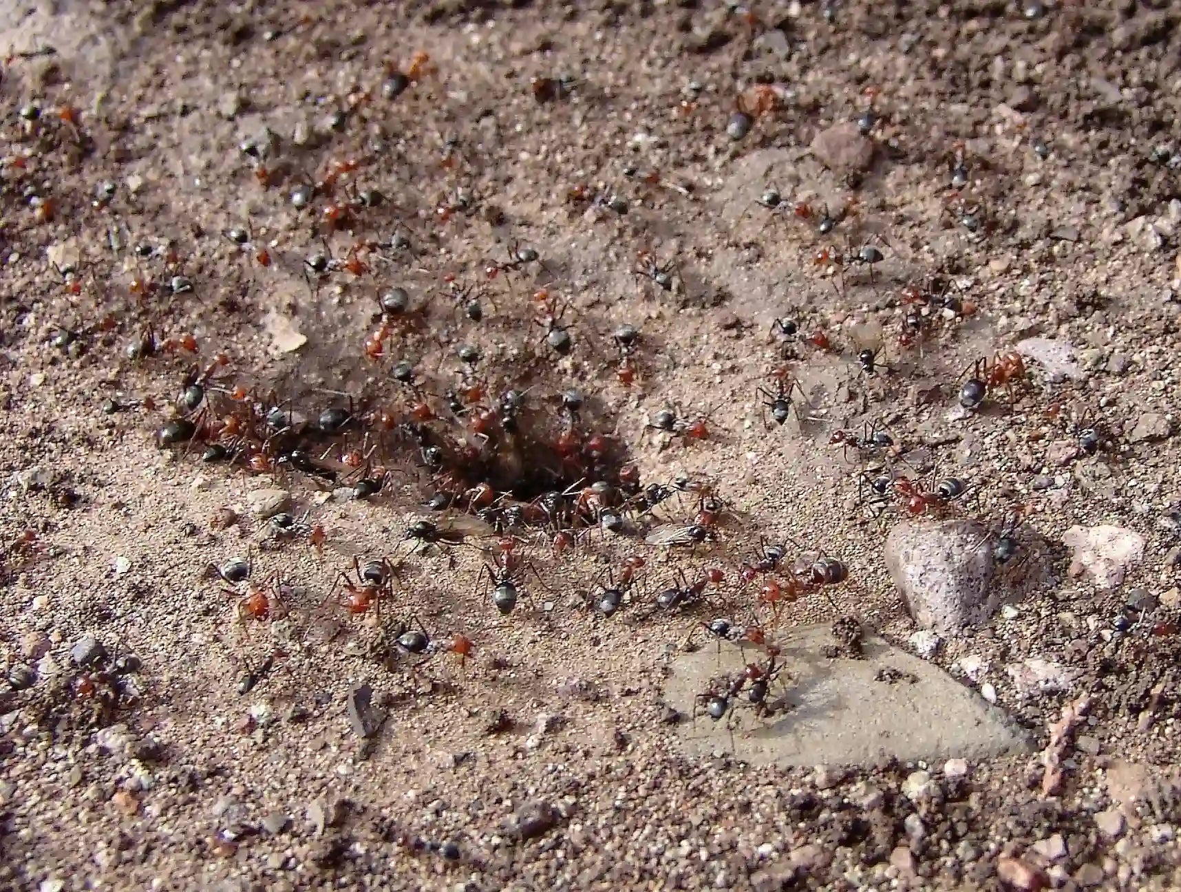 colony of myrmecocystus mendax emerging after rain
