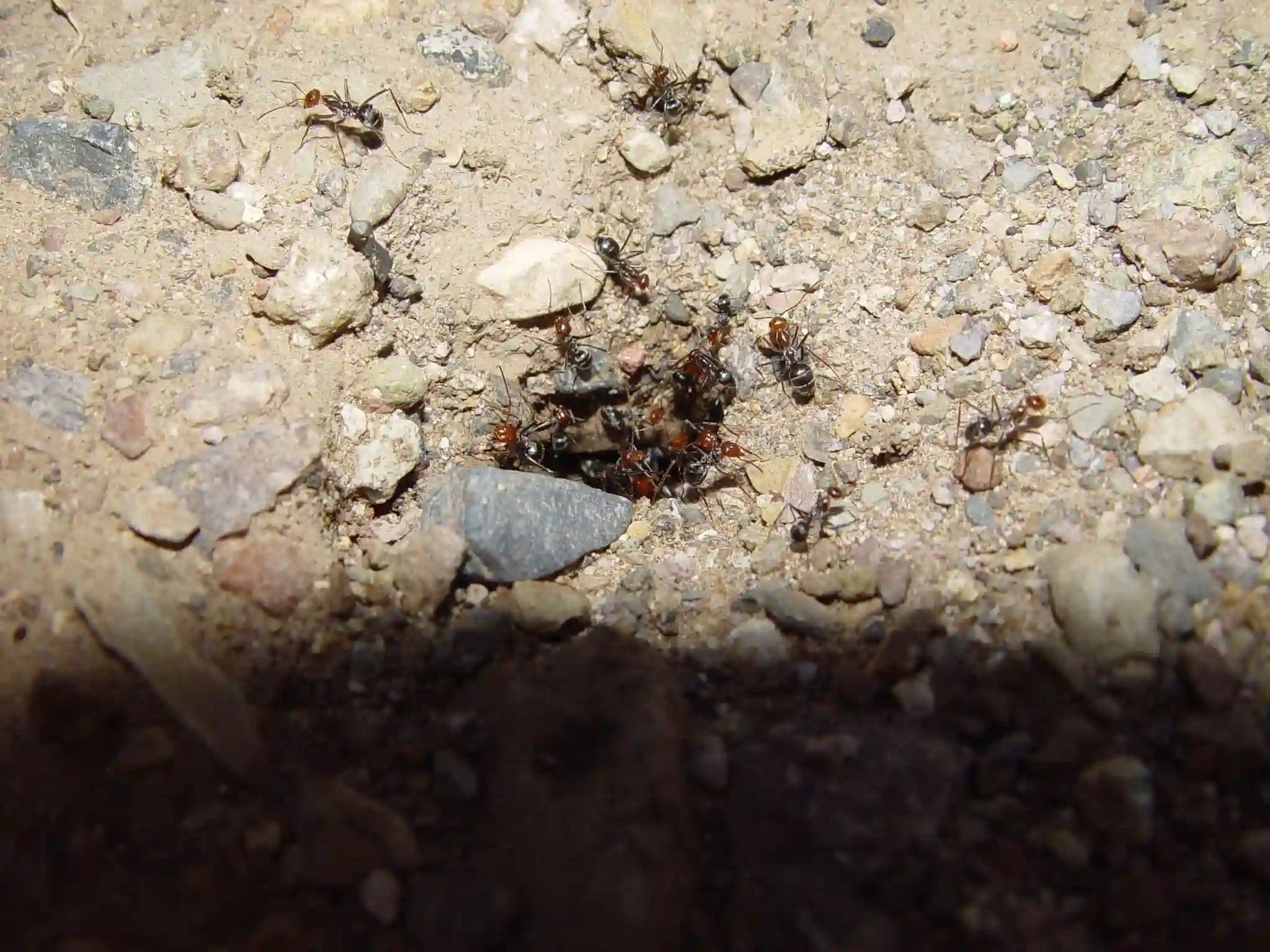 myrmecocystus mendax digging out nest