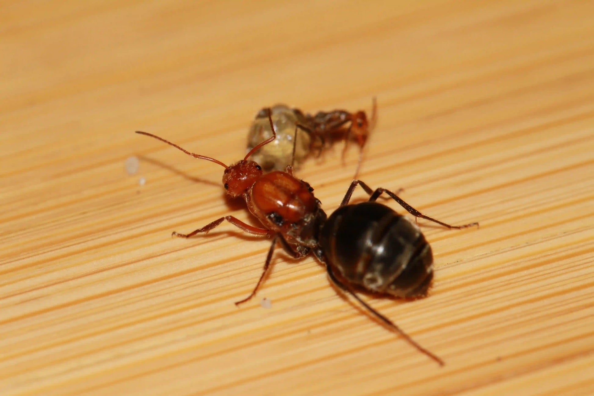 Myrmecocystus mendax queen next to a replete.