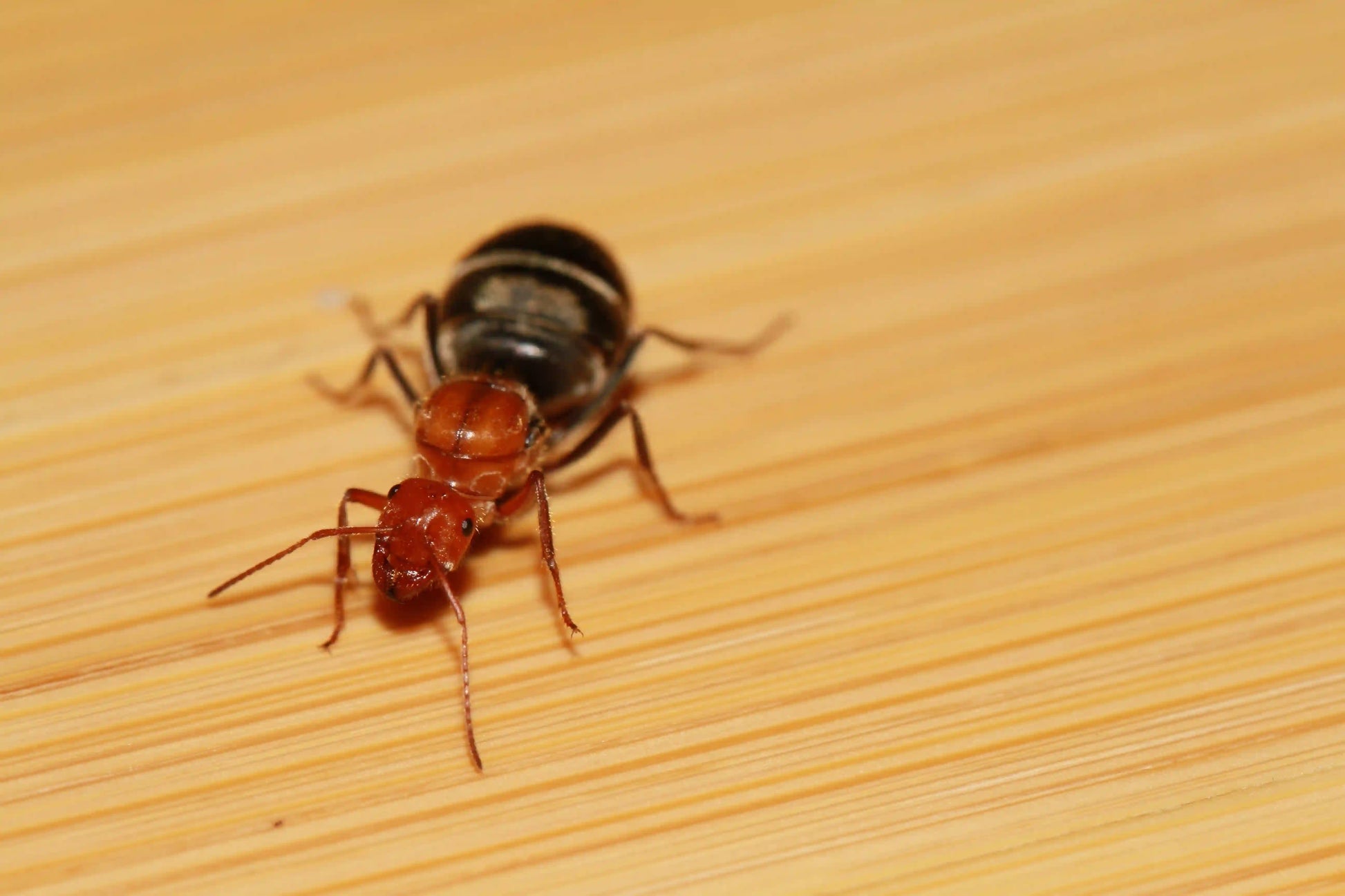 macroshot of a myrmecocystus queen