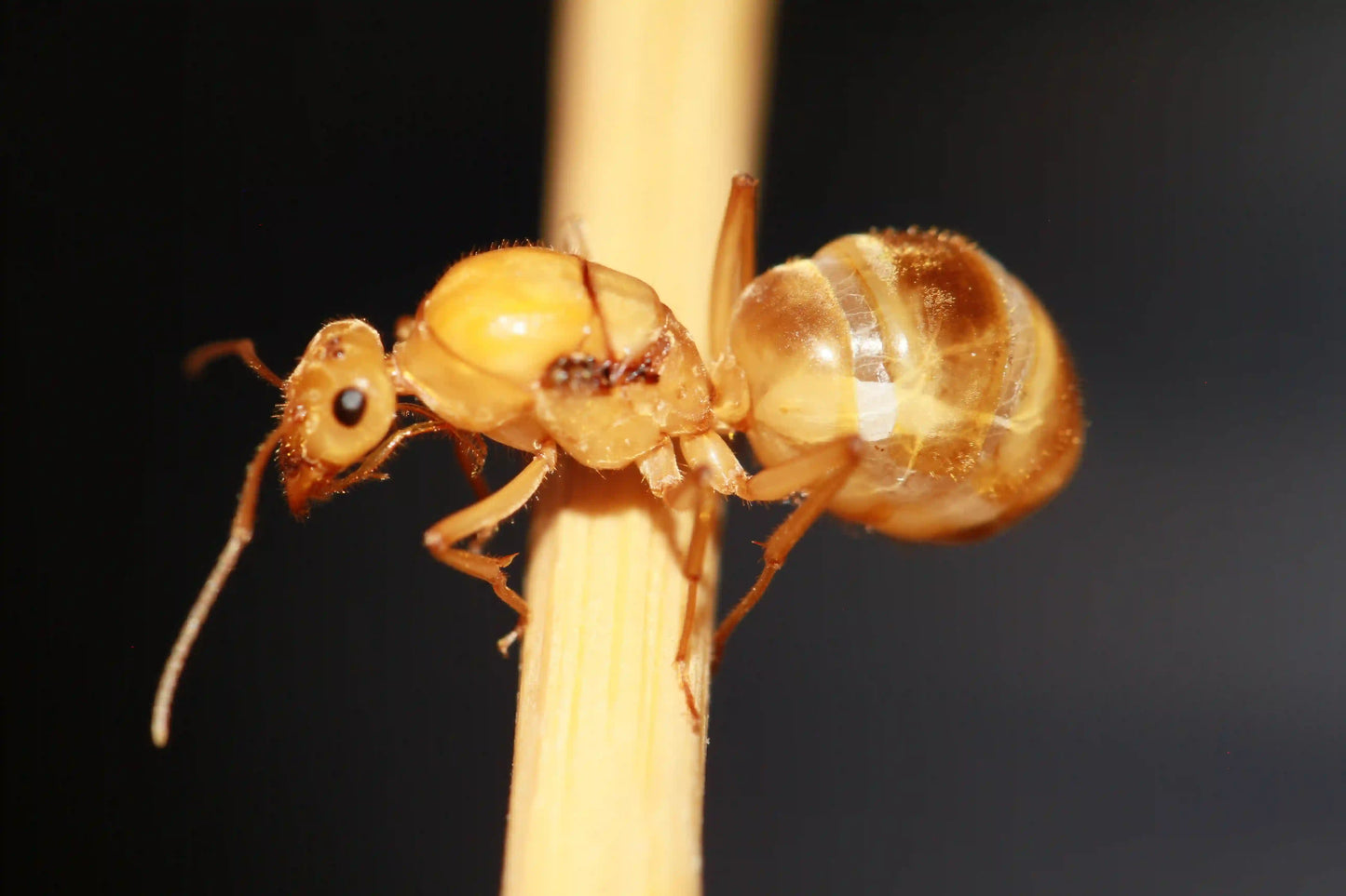 Side profile view of Myrmecocystus Mexicanus Queen