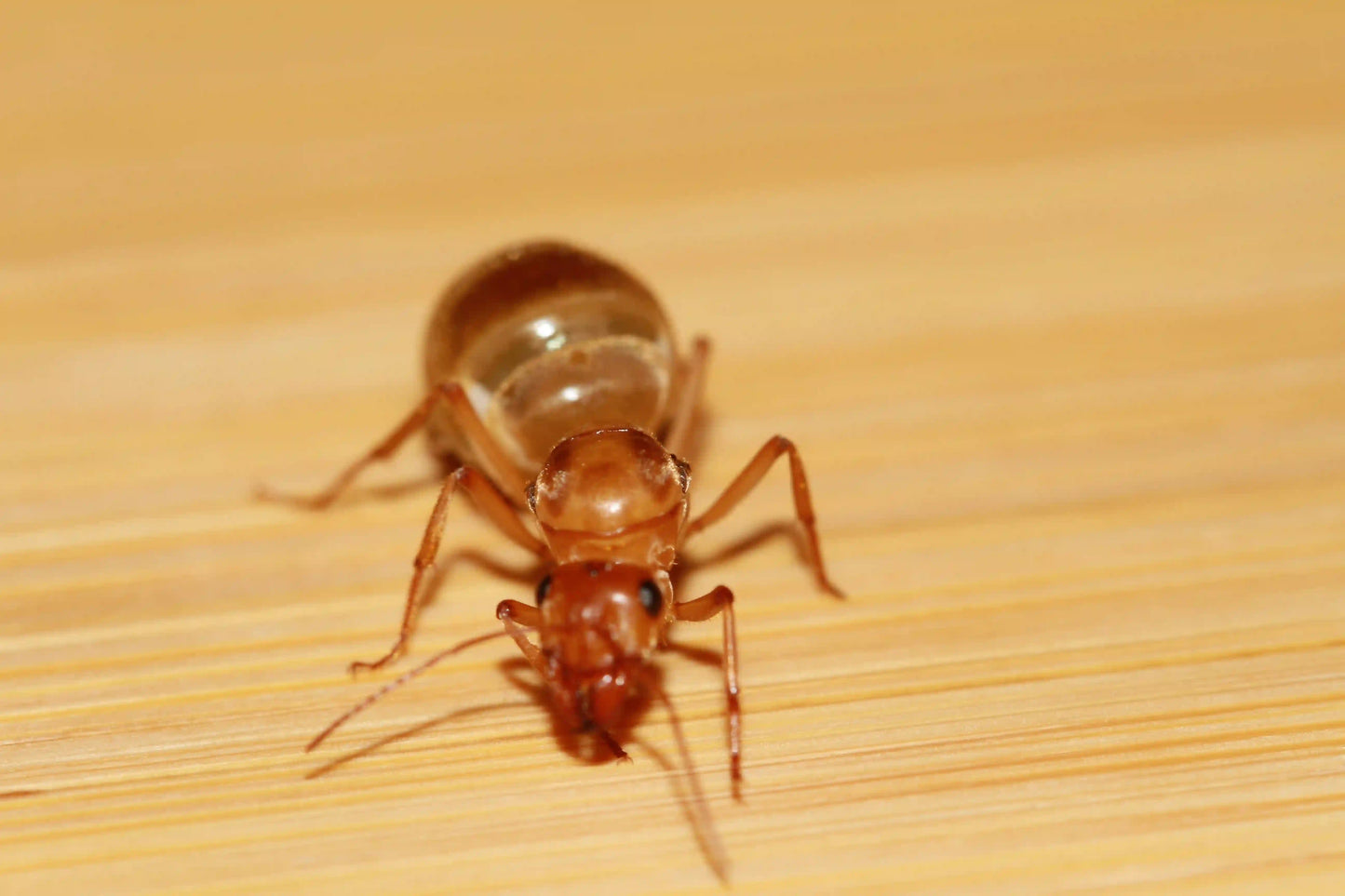 A fertile myrmecocystus mexicanus queen ant.