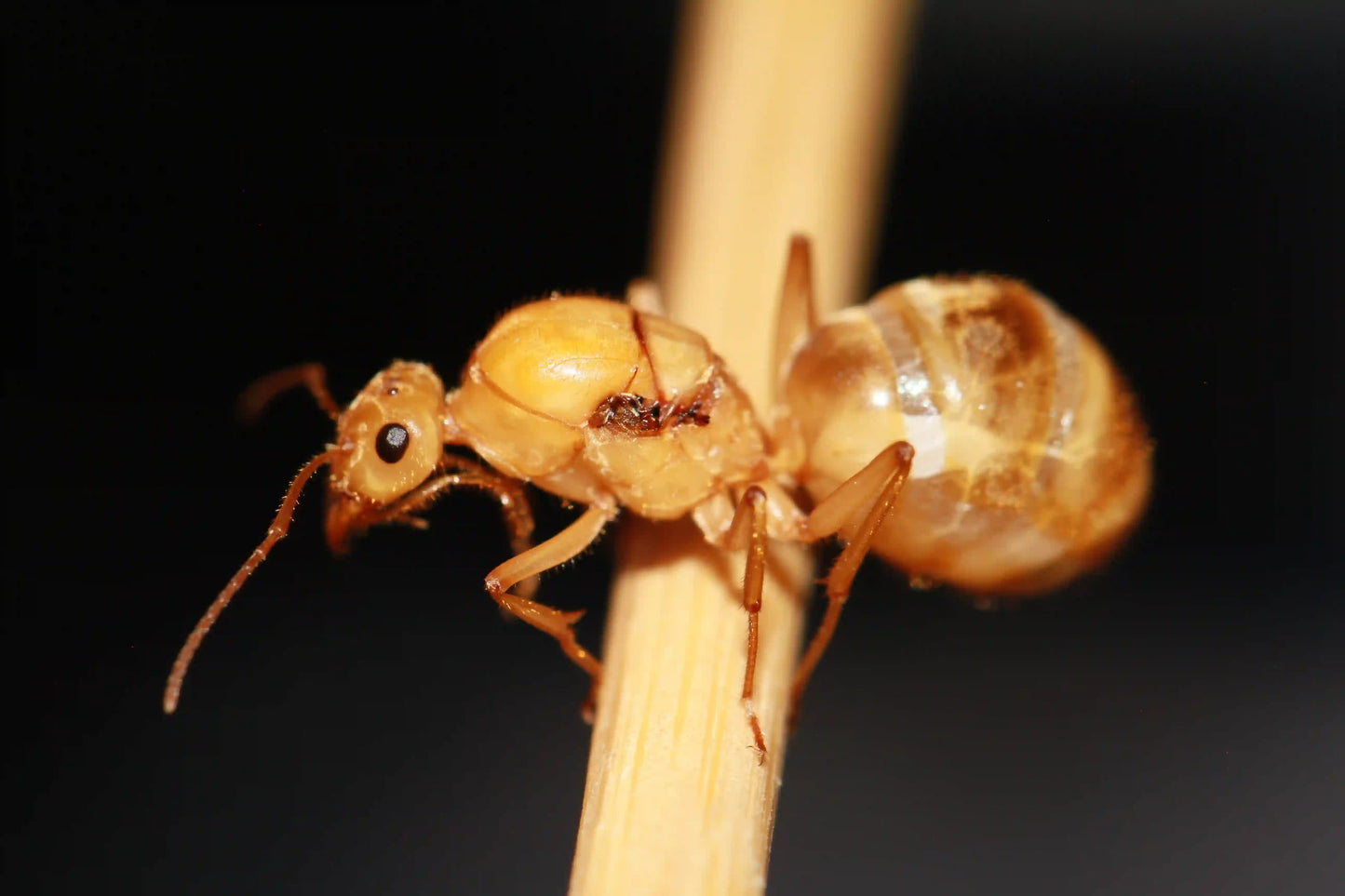 Myrmecocystus Mexicanus Queen on a chopstick.