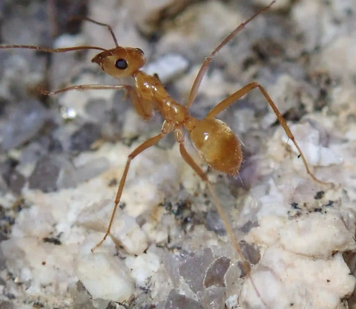 Golden Honeypot Ant foraging on granite.