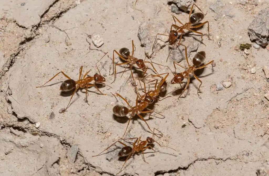 Golden Honeypot ant workers of the genus myrmecocystus cleaning each other off.