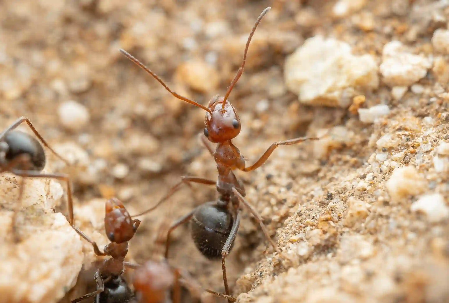 myrmecocystus mimicus colony nest entrance