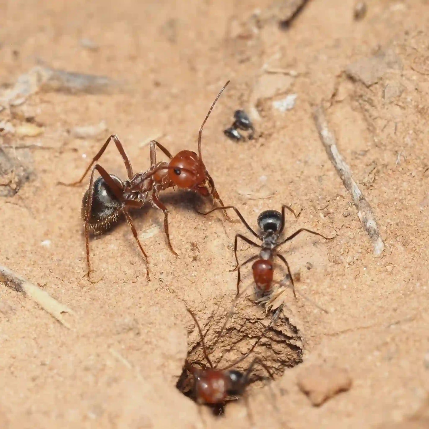 Colony of myrmecocystus placodops poking their heads out of their nest entrance.