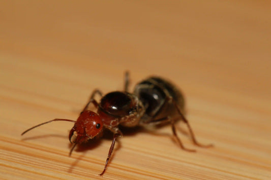 Myrmecocystus placodops with visible wing scars.