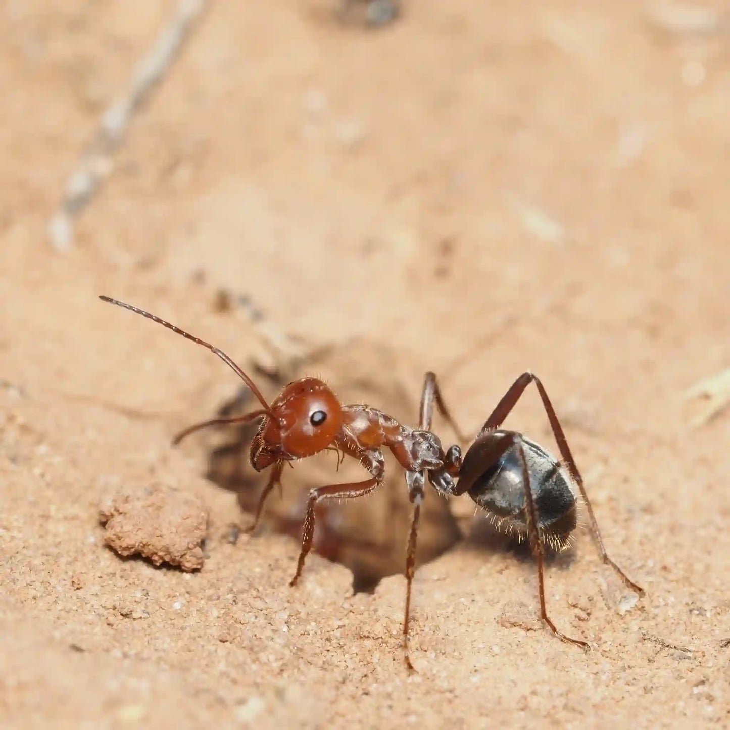 A myrmecocystus placodops soldier worker guarding nest entrance.