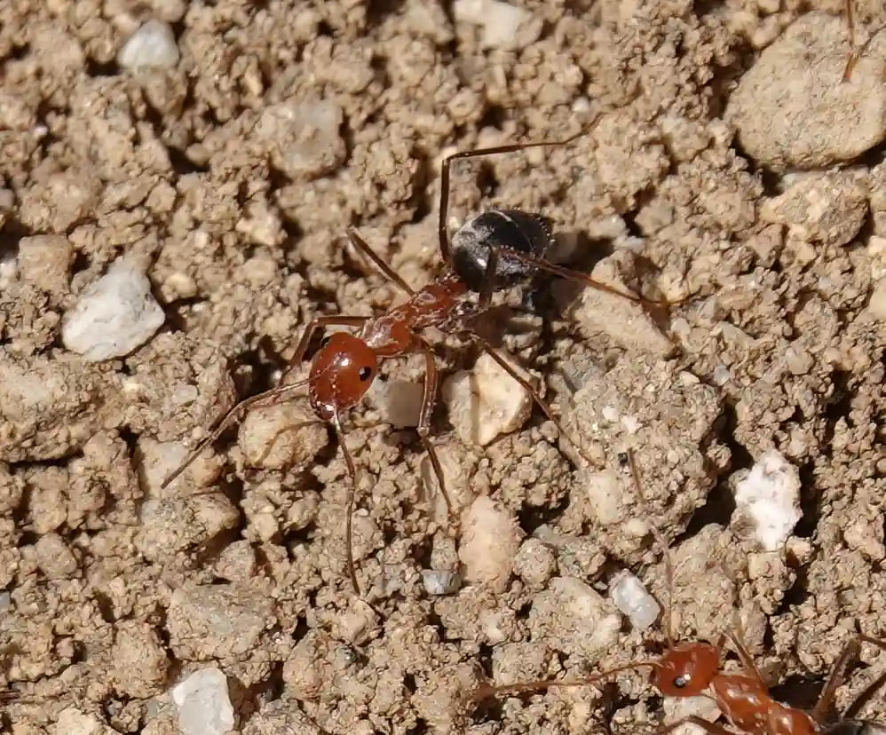 myrmecocystus semirufus workers above colony entrance