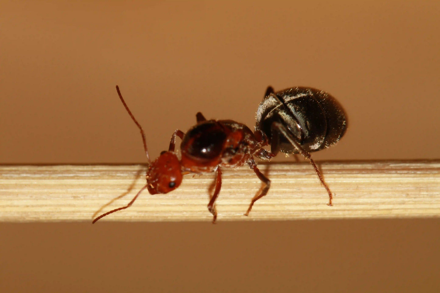 Myrmecocystus semirufus mated queen