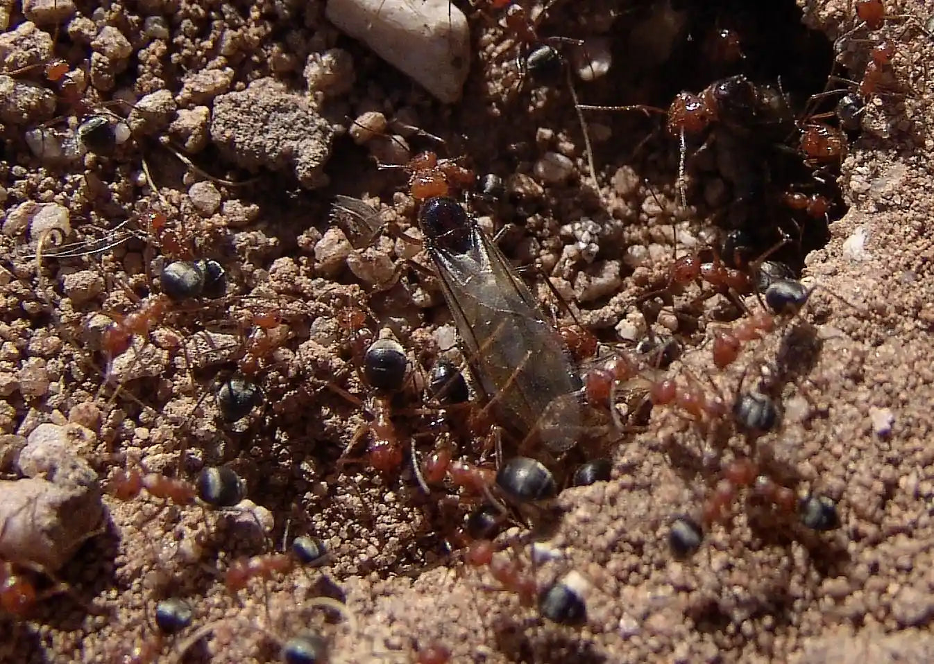Myrmecocystus semirufus preparing for nuptial flight