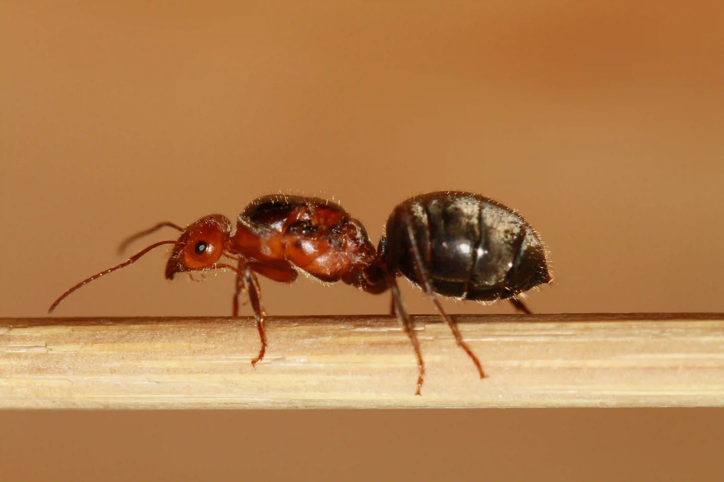 sideview of a myrmecocystus semirufus queen