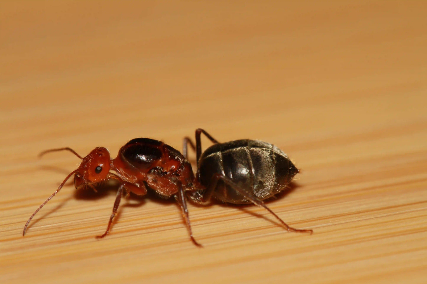 Myrmecocystus semirufus queen
