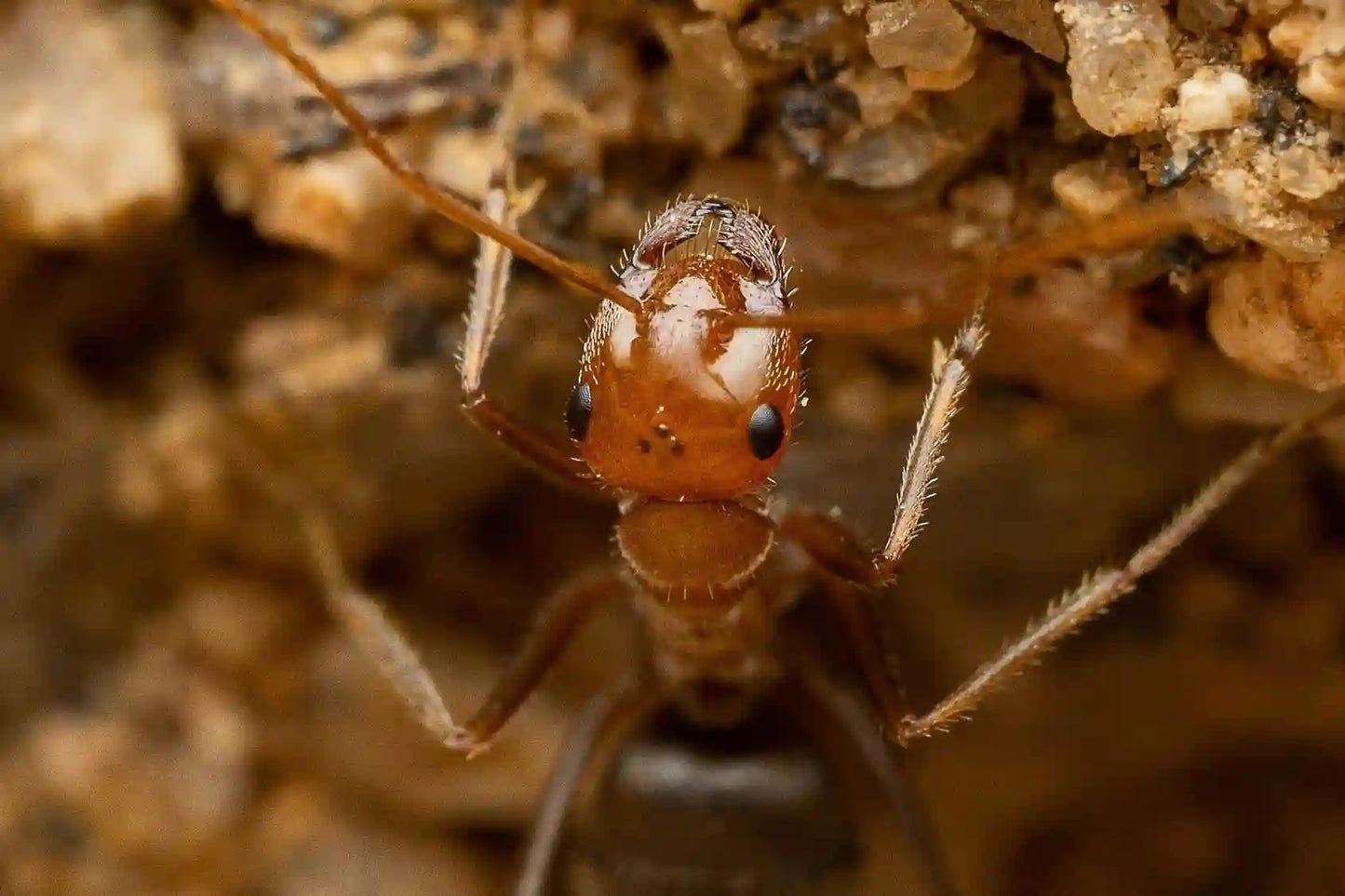 myrmecocystus semirufus worker at nest entrance