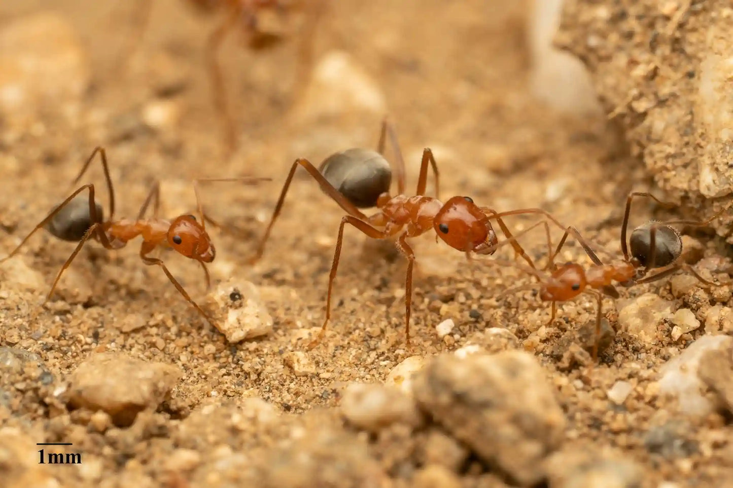 myrmecocystus semirufus workers trailing for food