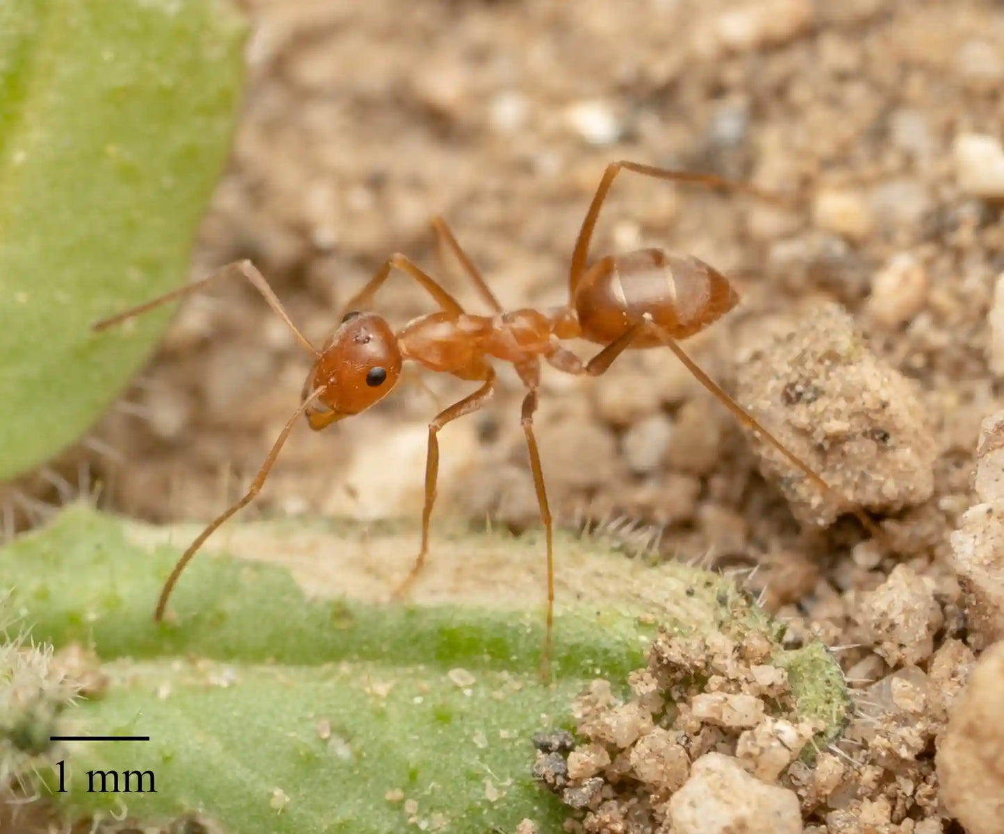 Honeypot ant Myrmecocystus wheeleri worker foraging for nectar