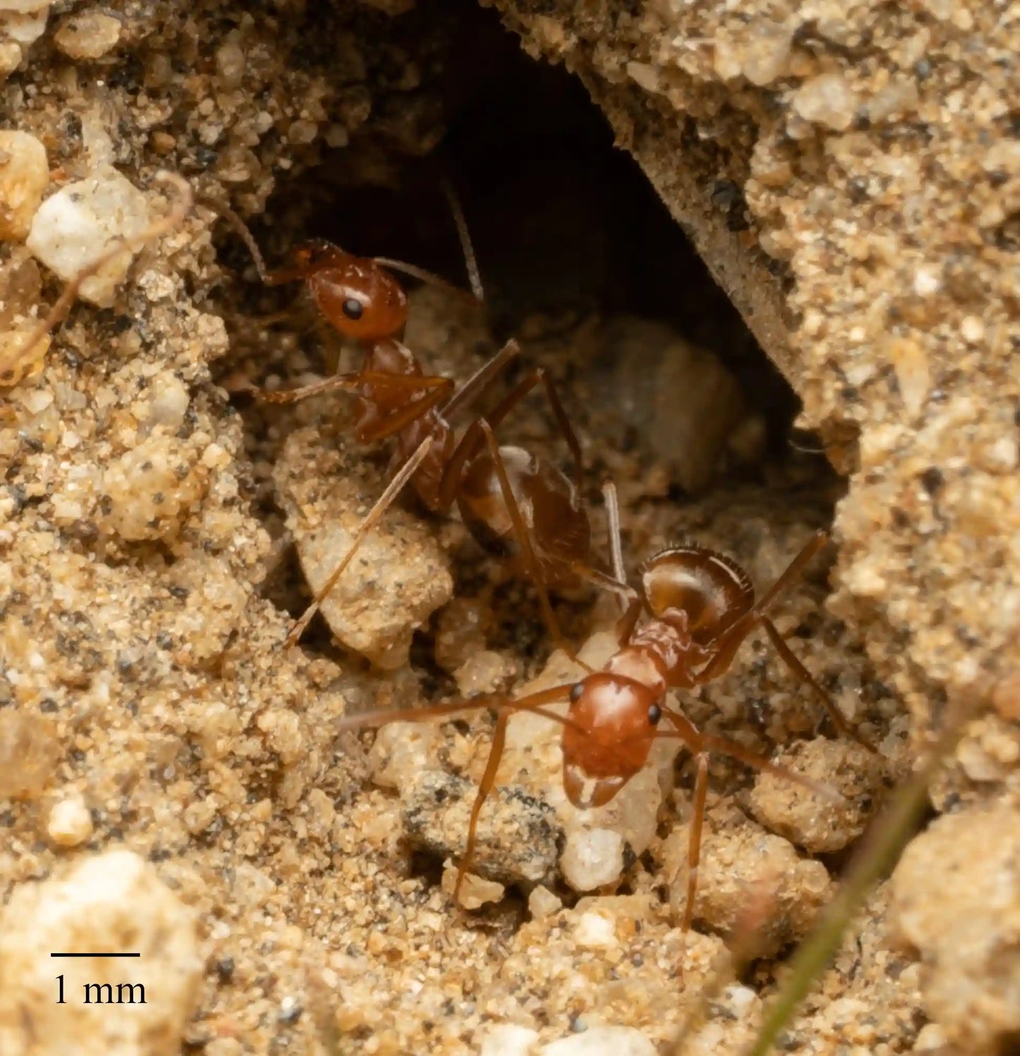 Myrmecocystus wheeleri workers emerging from nest.