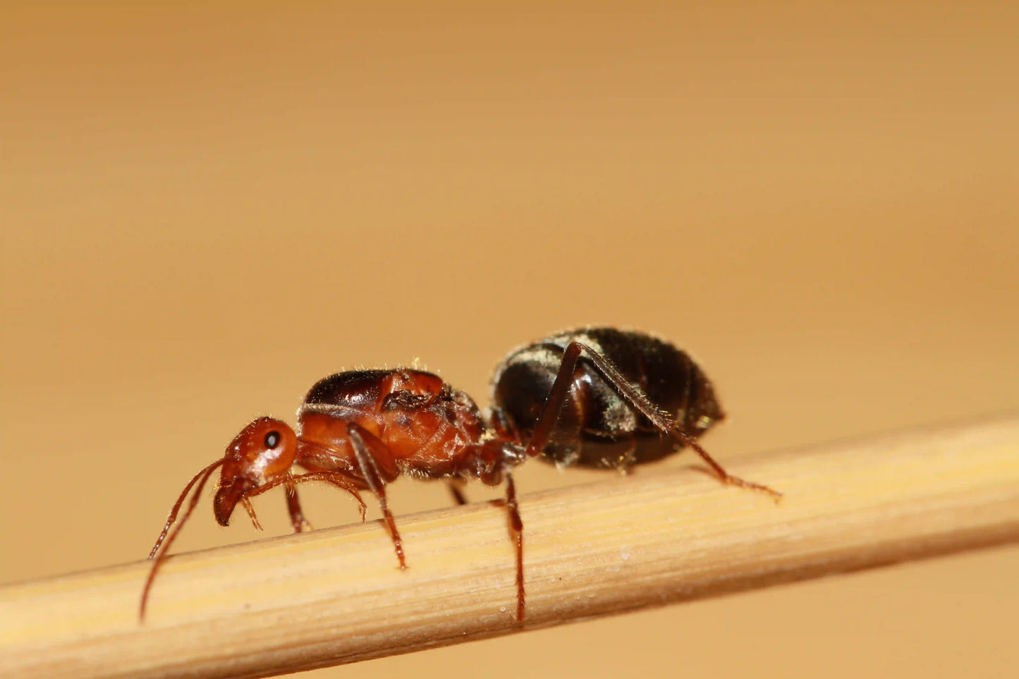 Myrmecocystus Semirufus fertile queen