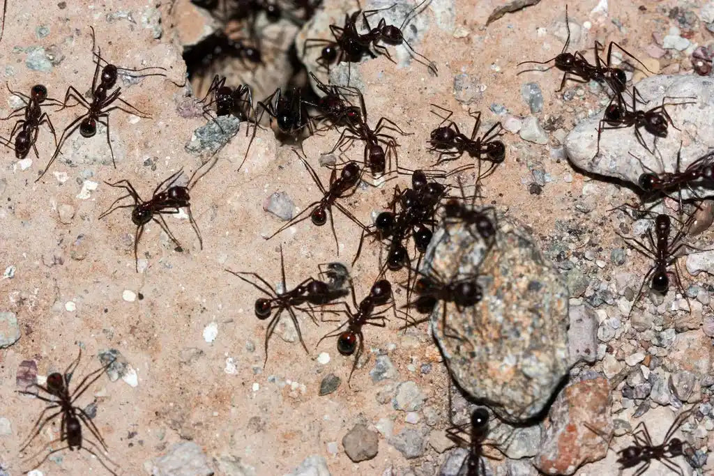Colony of novomessor cockerelli nesting in rocks