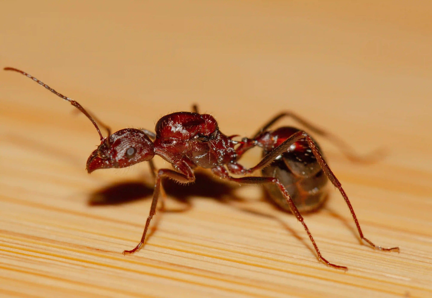 HD photo of a novomessor cockerelli queen