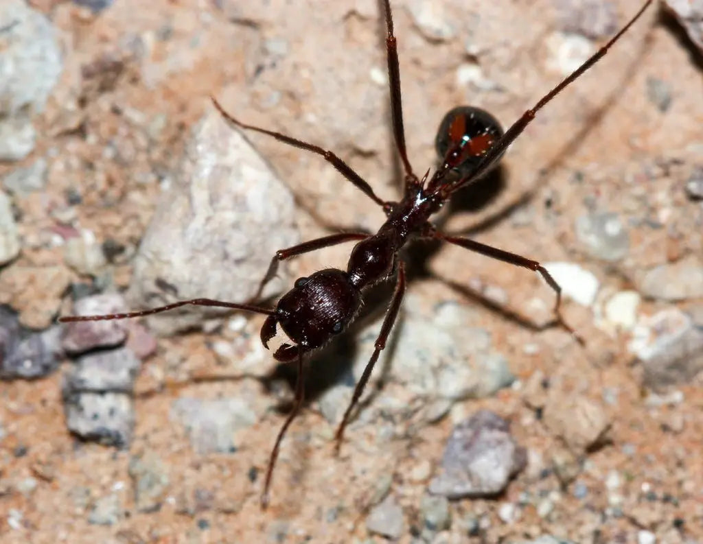 macroshot of a novomessor cockerelli worker