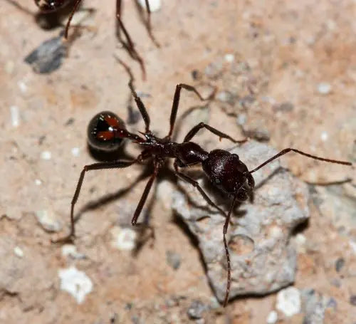 novomessor cockerelli workers foraging