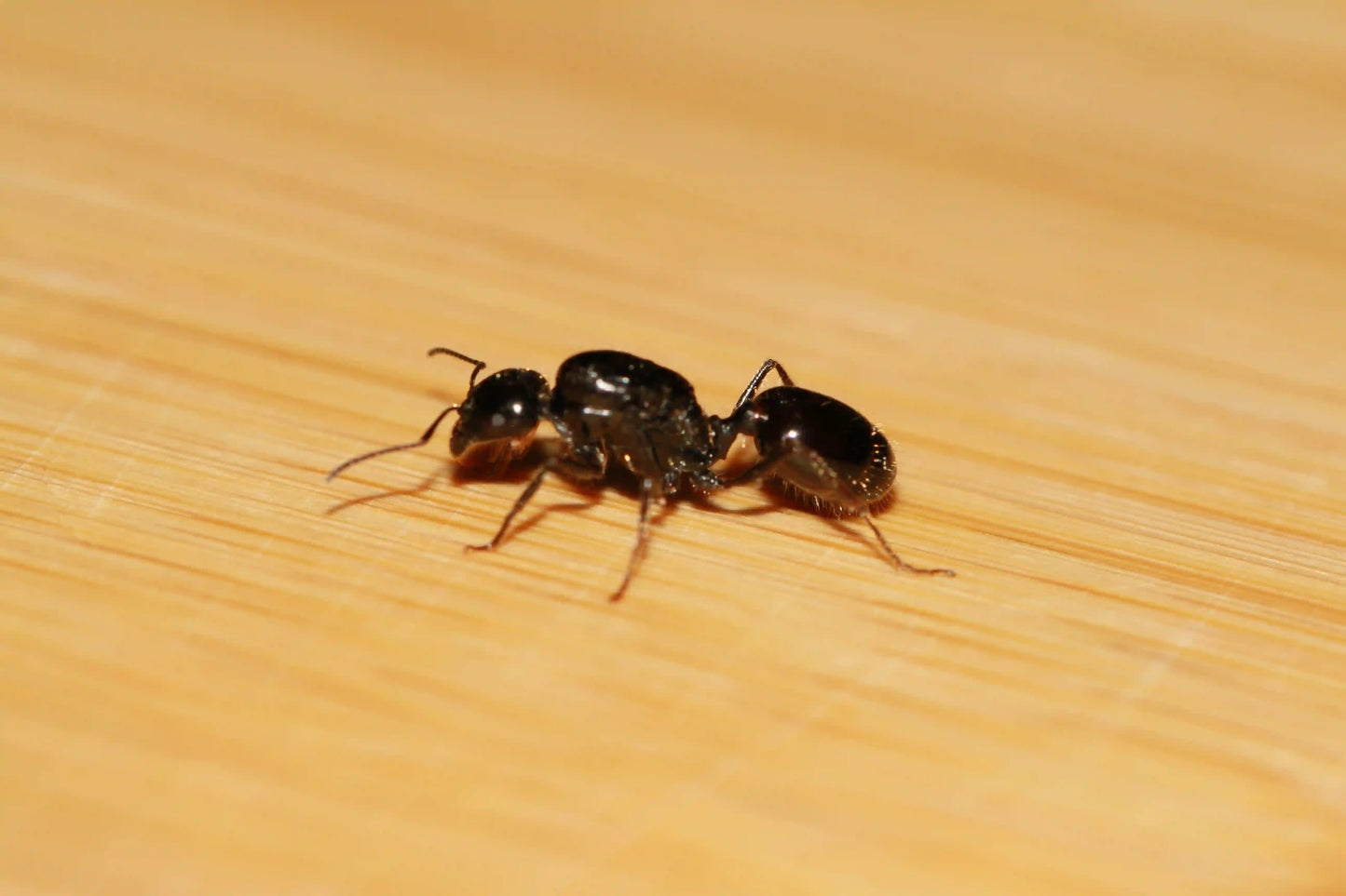 Pergandei Queen walking around.