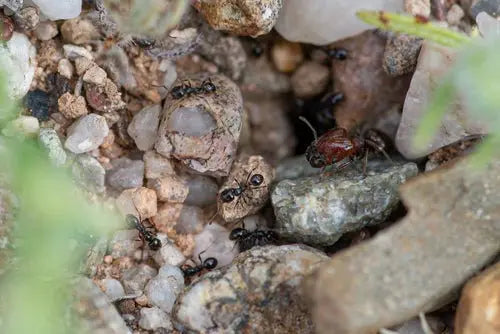 pheidole xerophila major worker guarding colony