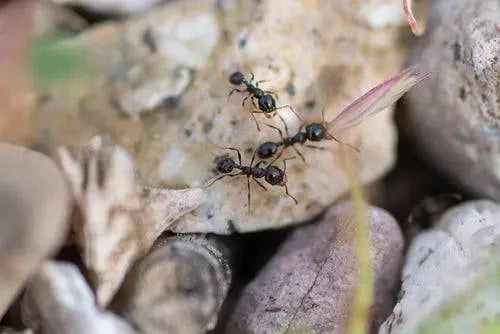 pheidole xerophila workers carrying and foraging for seeds