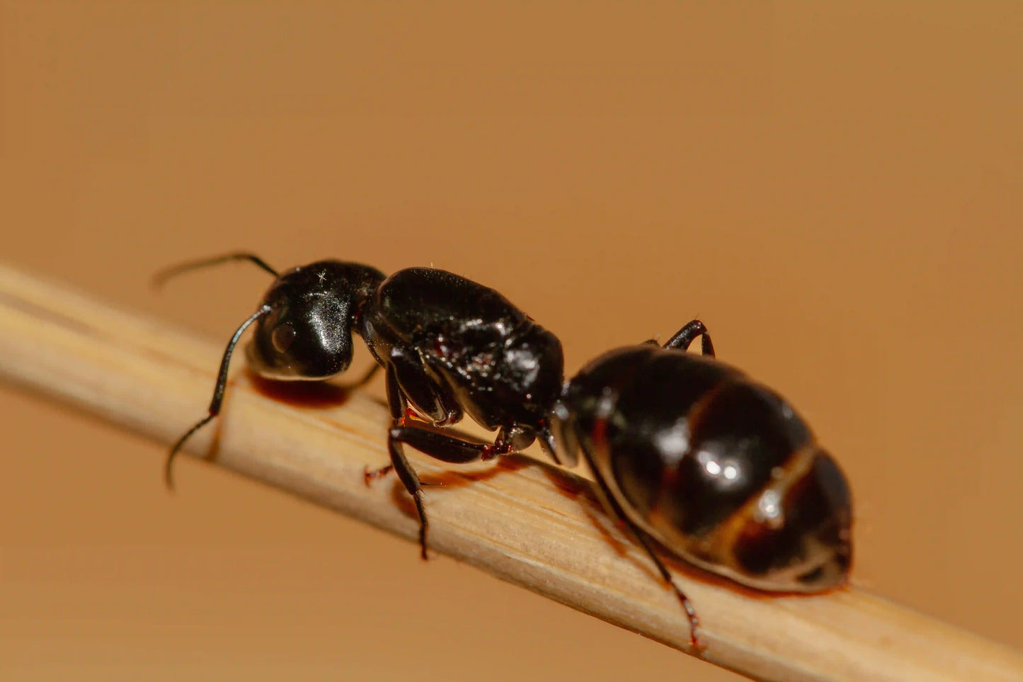 A camponotus laevigatus queen ant full of eggs.