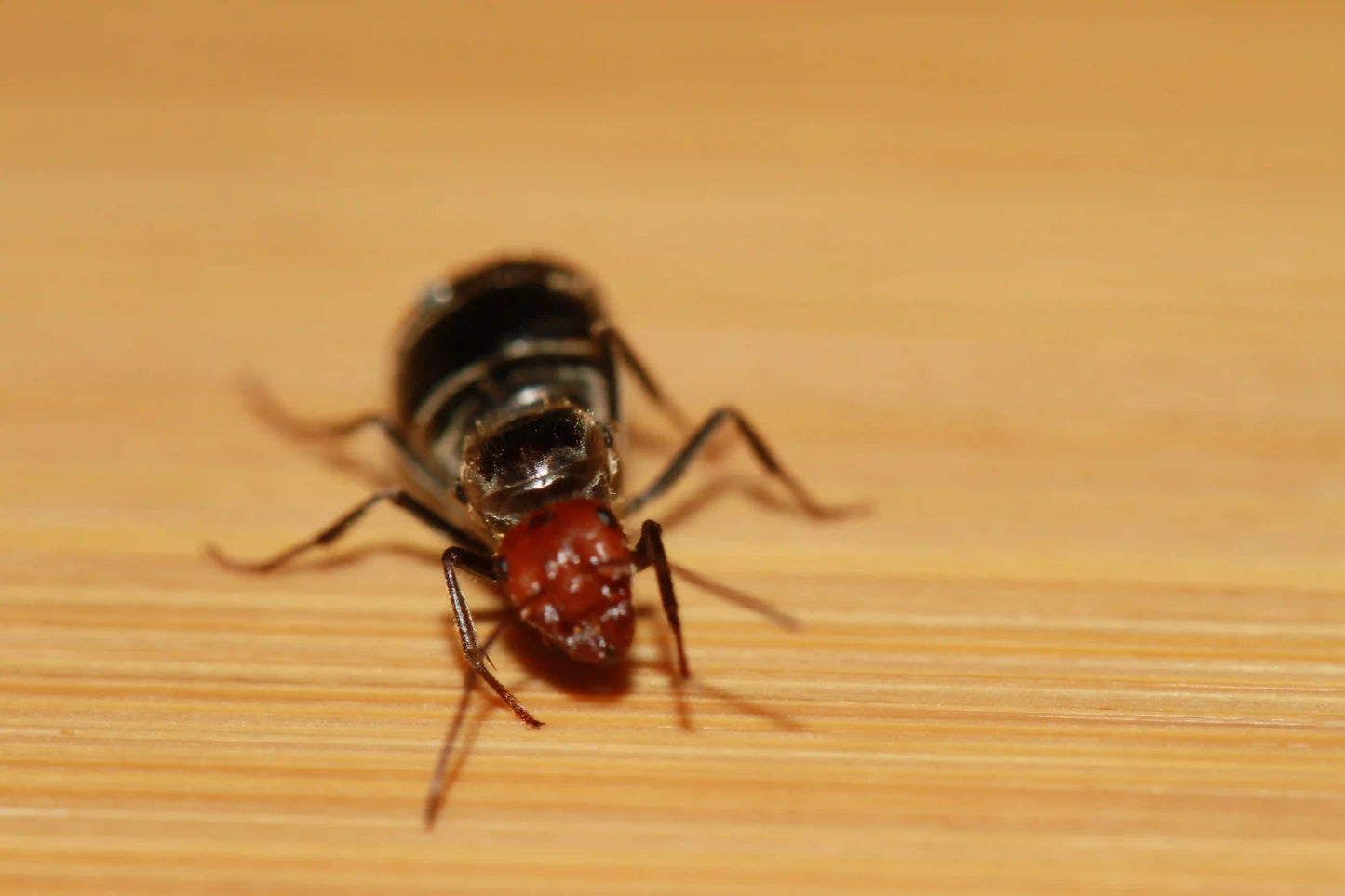 physogastric placodops queen walking on a tile.