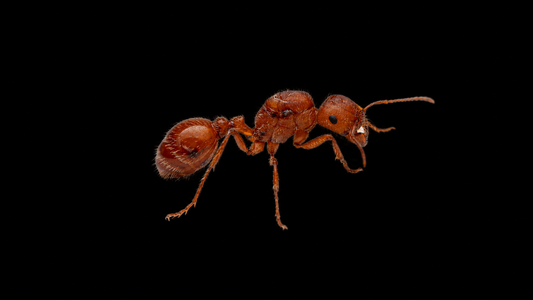 Californian Harvester Ant - Pogonomyrmex californicus (Polygynous Colonies Available!)