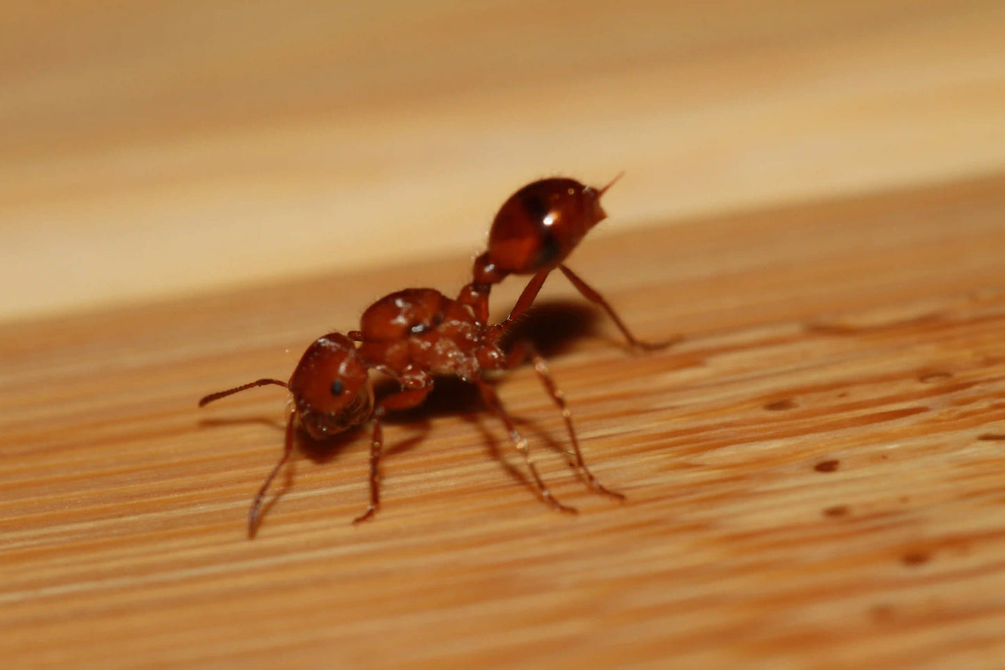 live pogonomyrmex californicus polygynous queen